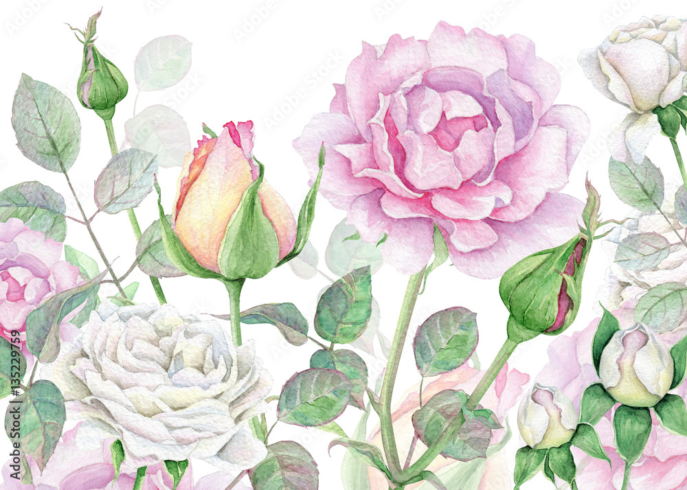Obraz Akwarela kwiatowy tło z róż biały i różowy