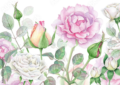Obraz na płótnie Akwarela kwiatowy tło z róż biały i różowy
