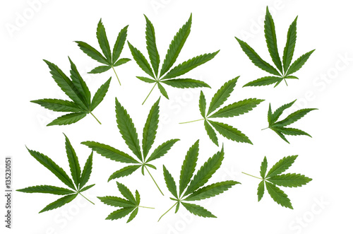 The pattern of leaf of marijuana isolated on white background.