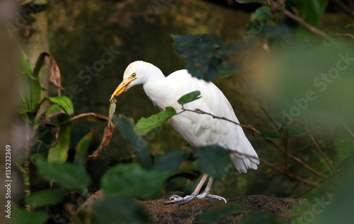 Great egret eating