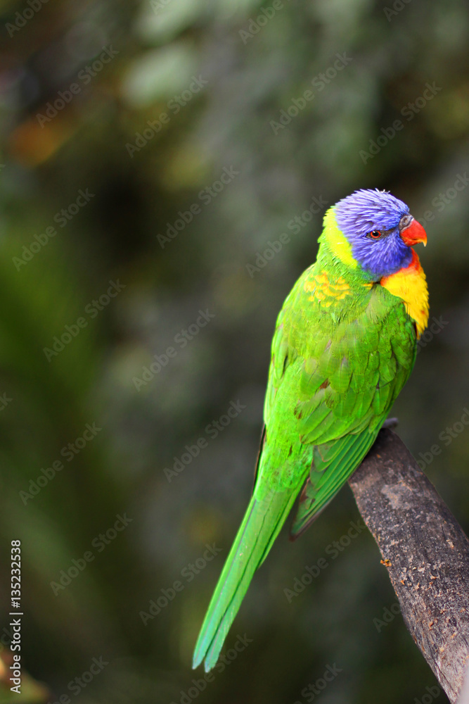 Lorikeet on the branch Lorikeet on the branch