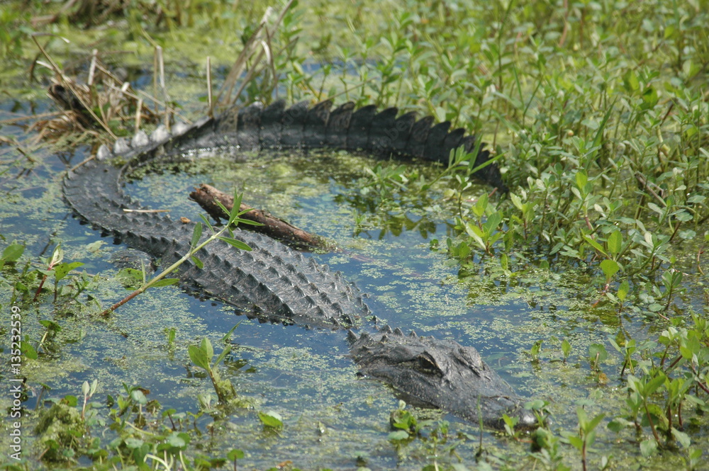 nature nature