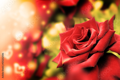 Red rose and heart bokeh. Valentine s Day.