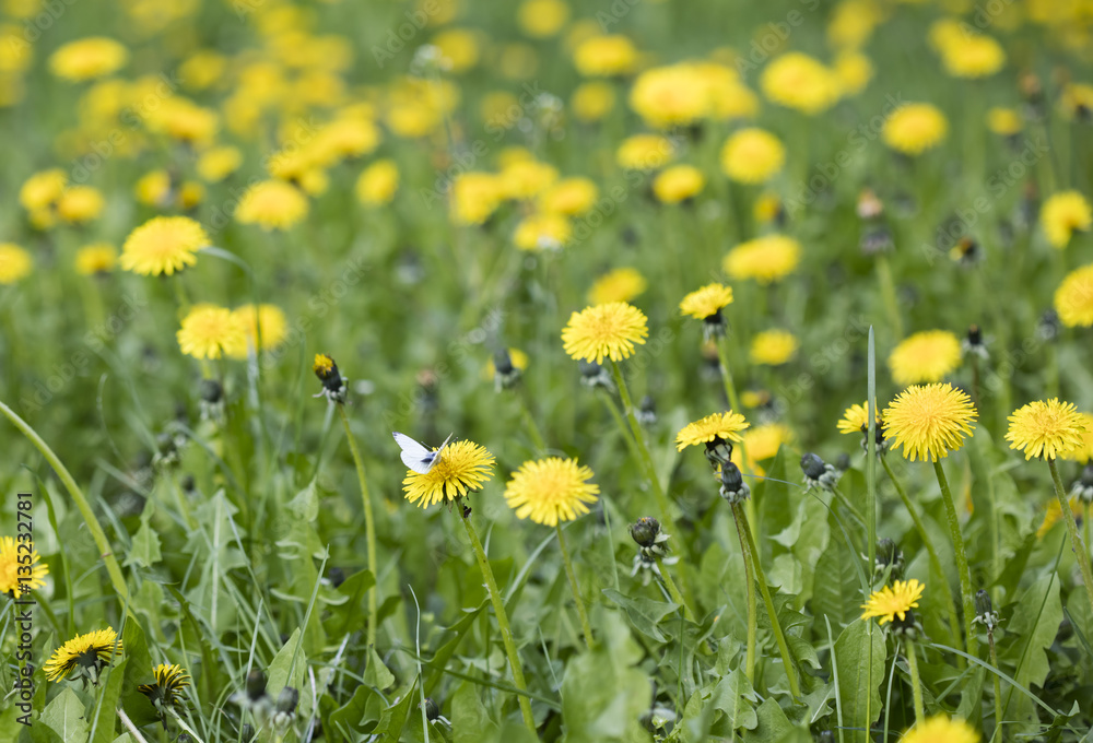 cabbage butterfly on a flower dandelion
