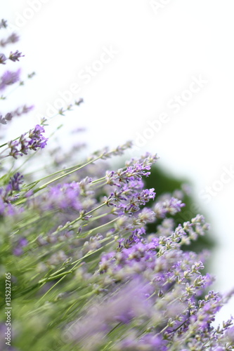 Lavendel Bl  ten