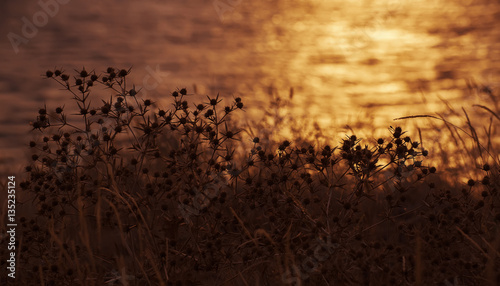 Landscape with a view of the sea shore at sunset 1