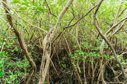 Mangrove tree Rhizophora mucronata © nipastock