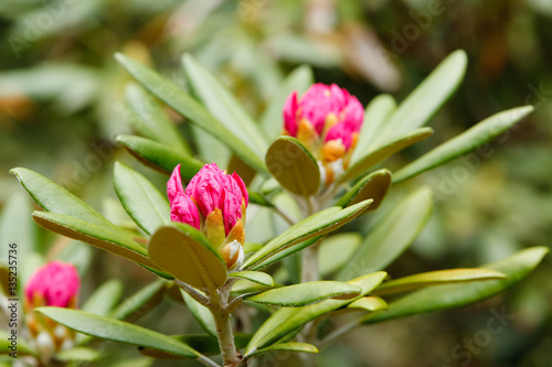 Pink flowers bloom from a plant with fleshy green leaves