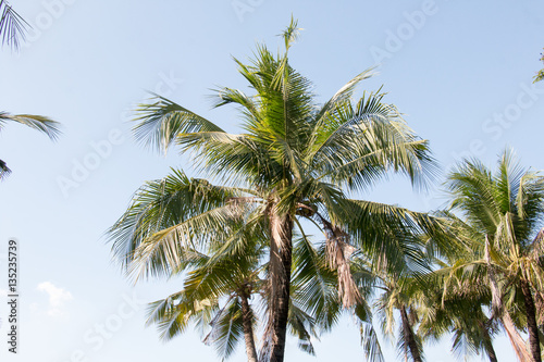 group of coconut coconut make dessert or food