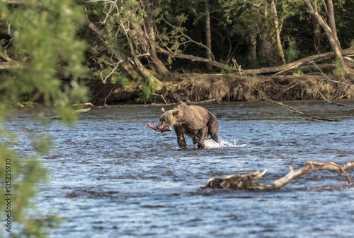 Kamchatka brown bear catches fish in the river Dvukhyurtochnaya - Kamchatka, Russia photo