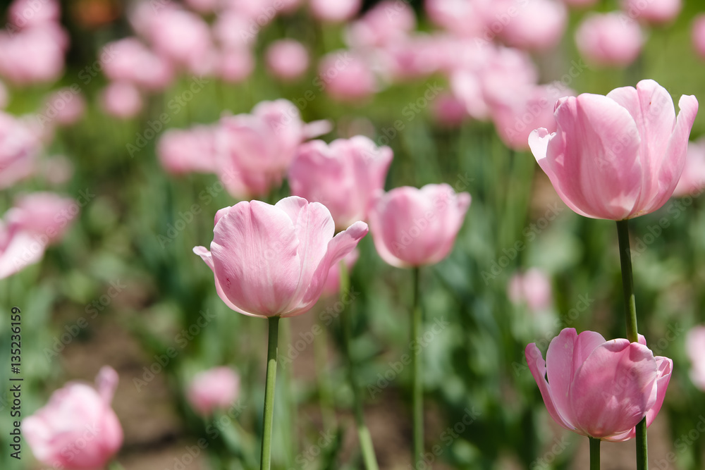 Bright pink tulips in the sun of a spring day Bright pink tulips in the sun of a spring day
