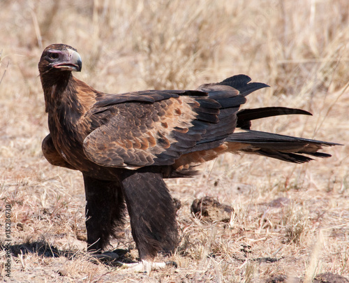 Close-up of an Australian wedge-tailed eagle somewhere in Queensland