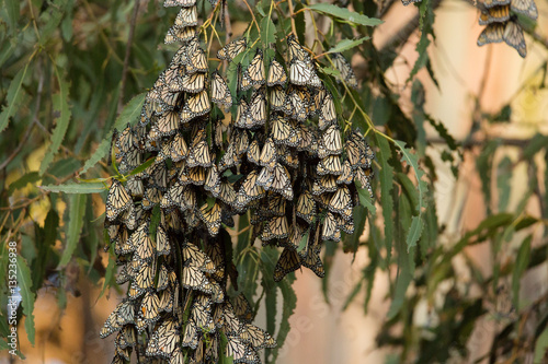 Cluster of migrating monarch butterflies rests in the shade of a tree grove