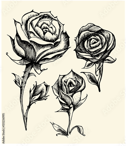 Hand drawn flower set, rose collection