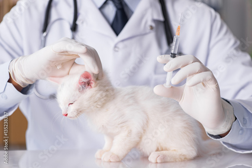 Fototapeta Naklejka Na Ścianę i Meble -  White kitten visiting vet for check up