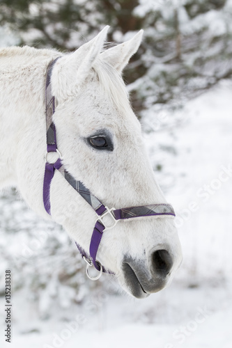 white horse portrait close up in winter 