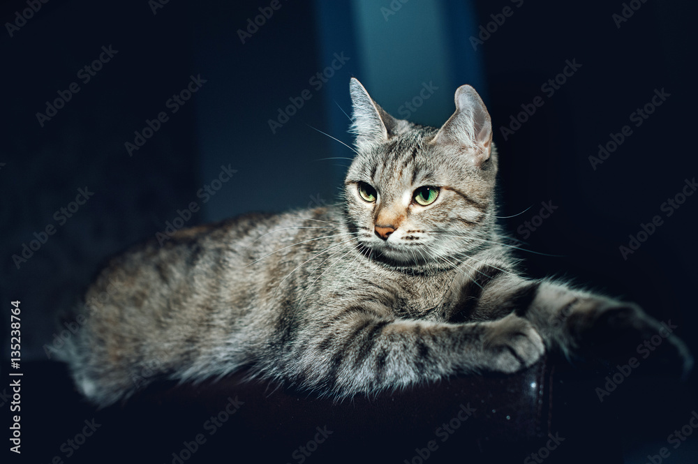Fototapeta premium Beautiful cat on a dark background in the studio
