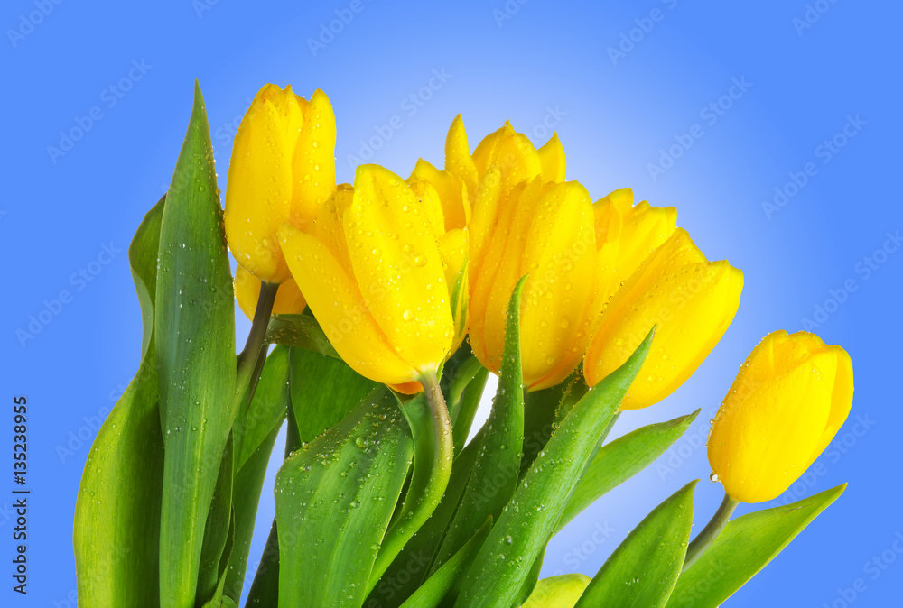 Naklejka premium Tulips with water drops isolated on blue background