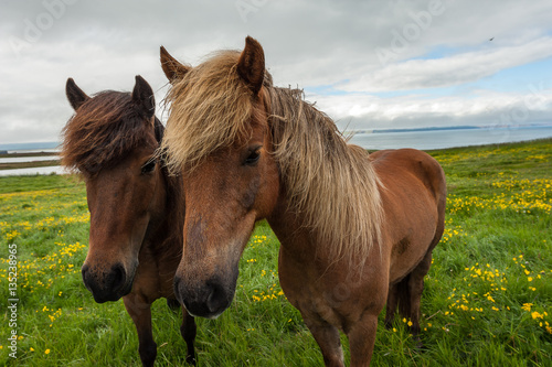 Brown Icelandic horses  Equus ferus caballus  standing on a field with mountains in the background  Iceland 