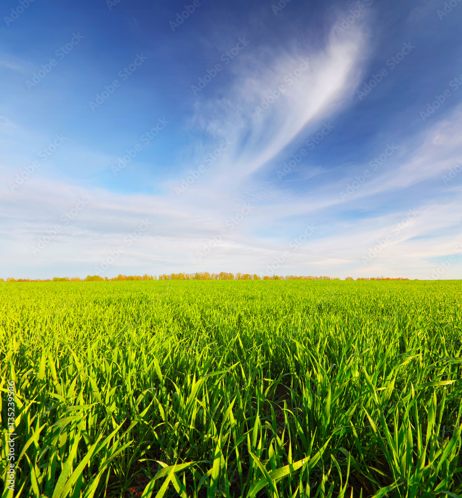 Spring green meadow below blue sky Spring green meadow below blue sky