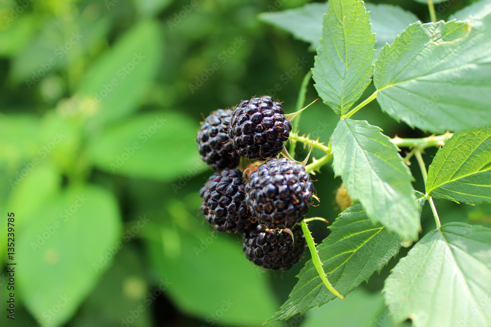 Ripe black raspberries grow on a branch in the garden, the summer fruit