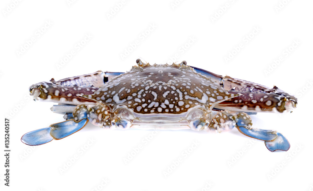 Fototapeta premium Blue Swimming Crabs isolated on white background