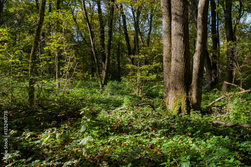 Sunny day in woods