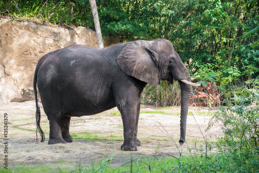 African Elephant