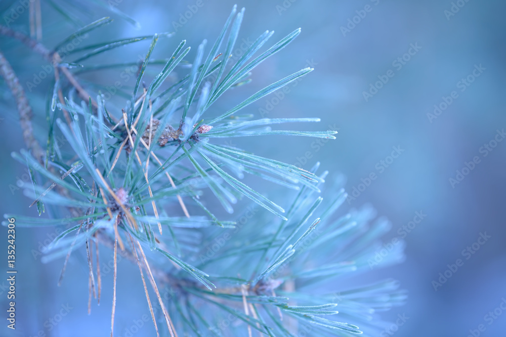 Winter pine tree branches covered with snow. Frozen tree branch in winter forest. Winter pine tree branches covered with snow. Frozen tree branch in winter forest.