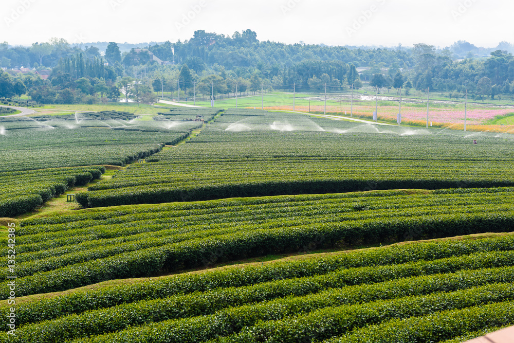 Green Tea Farm