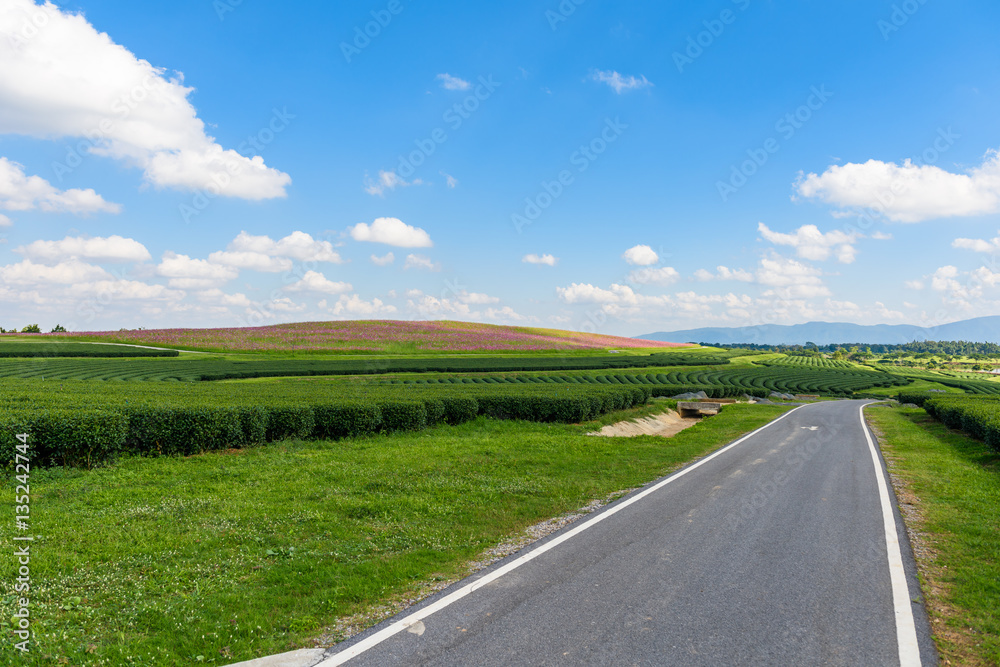 Cosmos Fields and Green tea field with blue sky Cosmos Fields and Green tea field with blue sky