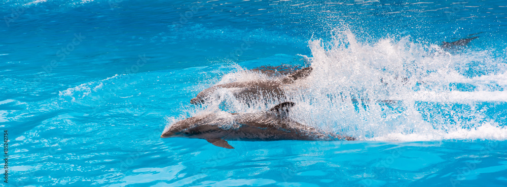Obraz premium Zwei Delfine bei einer Show