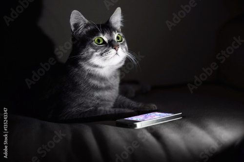 Cute funny cat with mobile phone on sofa at home