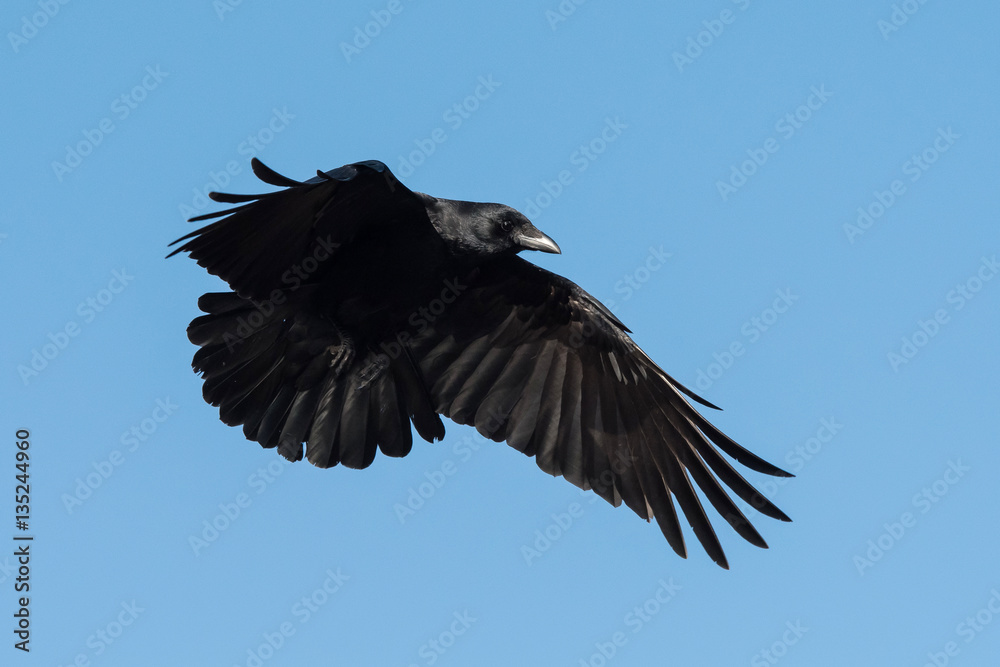 Obraz premium Carrion Crow, Crow, Corvus Corone