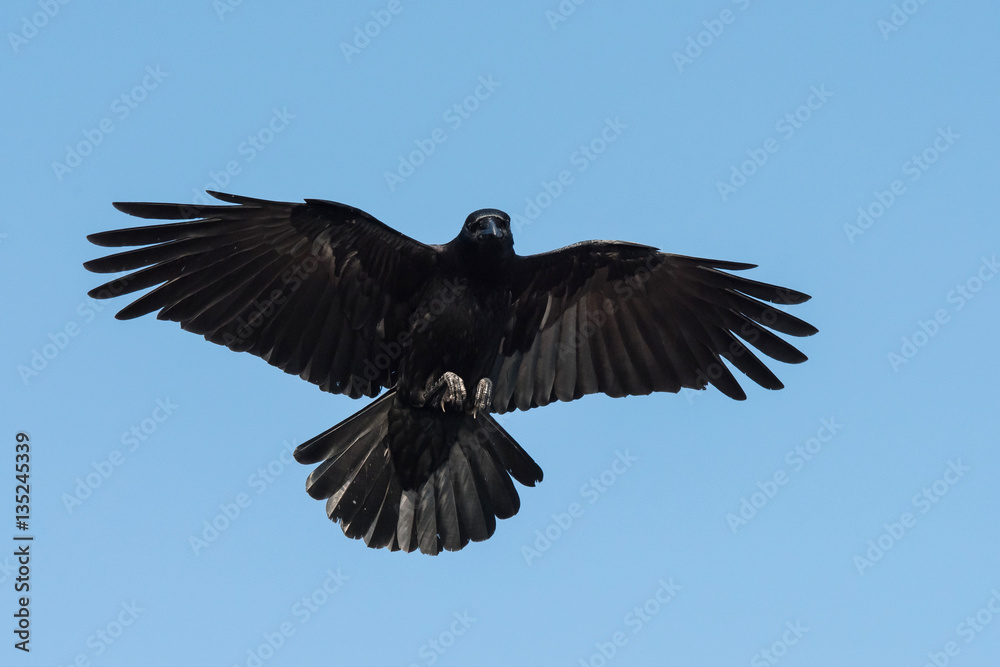 Obraz premium Carrion Crow, Crow, Corvus Corone