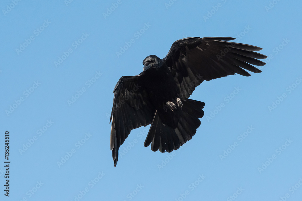 Obraz premium Carrion Crow, Crow, Corvus Corone