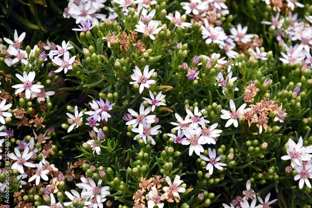 Cluster of wild flowers on the Great Ocean Road (Victoria, Australia). Close up of white and purple flowers. Close up of petals on tiny purple wildflowers with yellow stamen in a bunch. Cluster of wild flowers on the Great Ocean Road (Victoria, Australia). Close up of white and purple flowers. Close up of petals on tiny purple wildflowers with yellow stamen in a bunch.