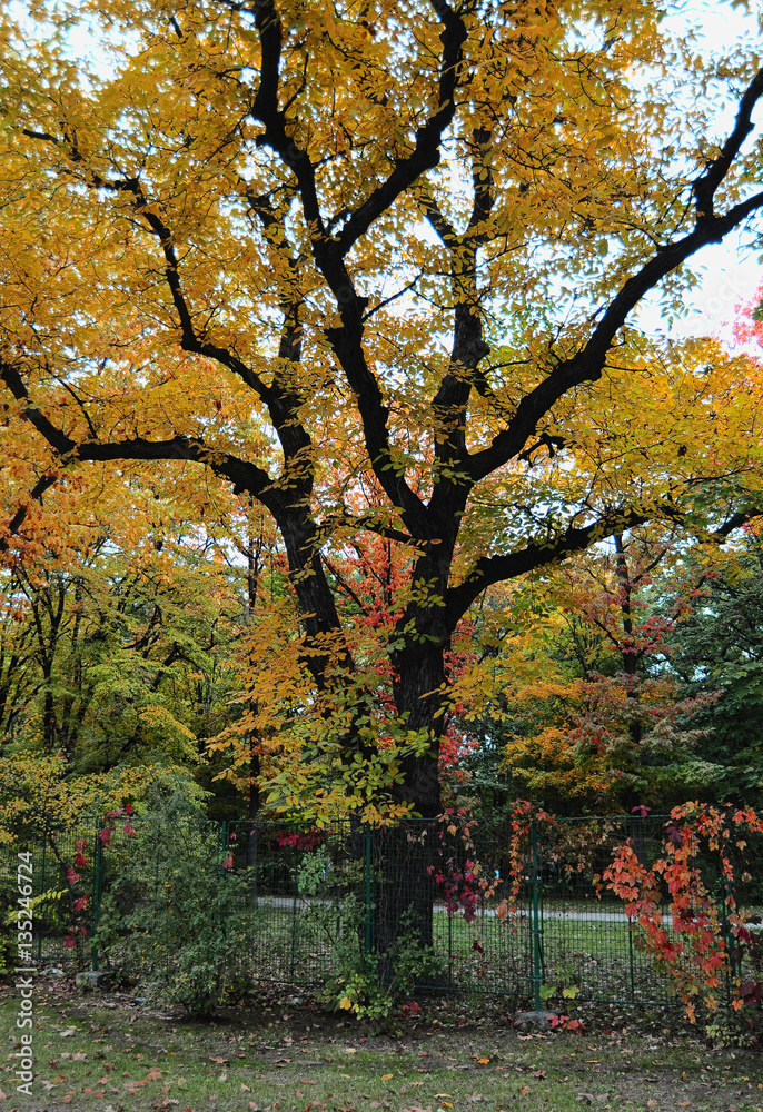Colorful autumn tree Colorful autumn tree