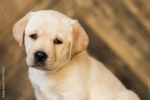 Labrador puppy, on a brown background