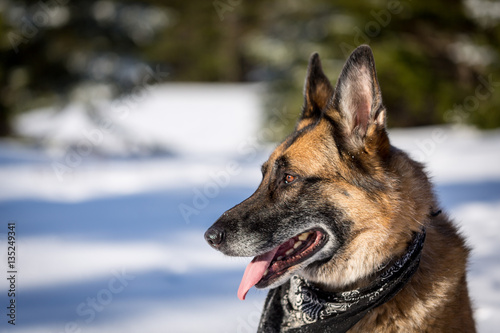German Shepherd Dog sitting in the snow