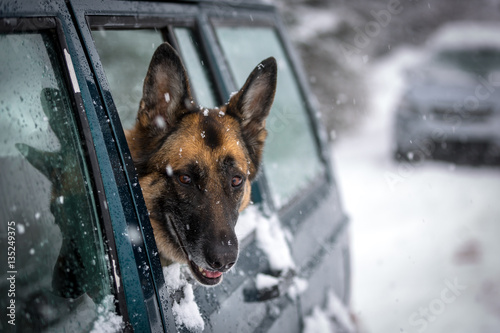 German Shepherd Dog looking out the side window of a SUV