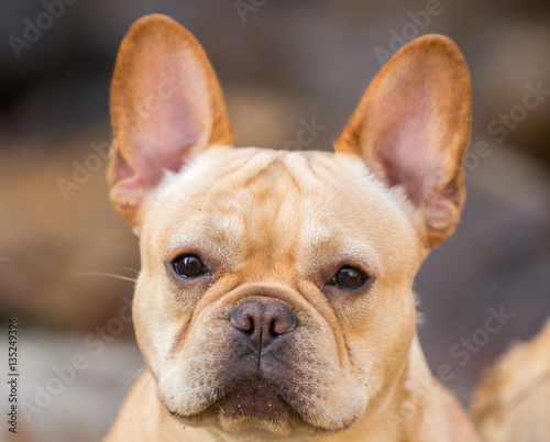 Young French Bulldog Headshot. 7 Months Old Frenchie Puppy Male.