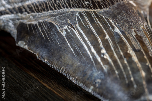 Fossilized Megalodon Shark tooth on dark background