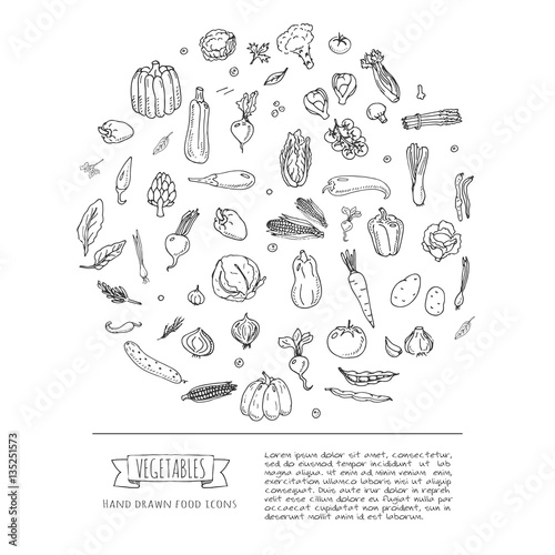 Hand drawn doodle seasonal vegetables icons set. Vector illustration. Carton food symbols collection. Isolated on white background. Sketchy style: tomato, potato, cabbage, squash, pepper, corn, carrot