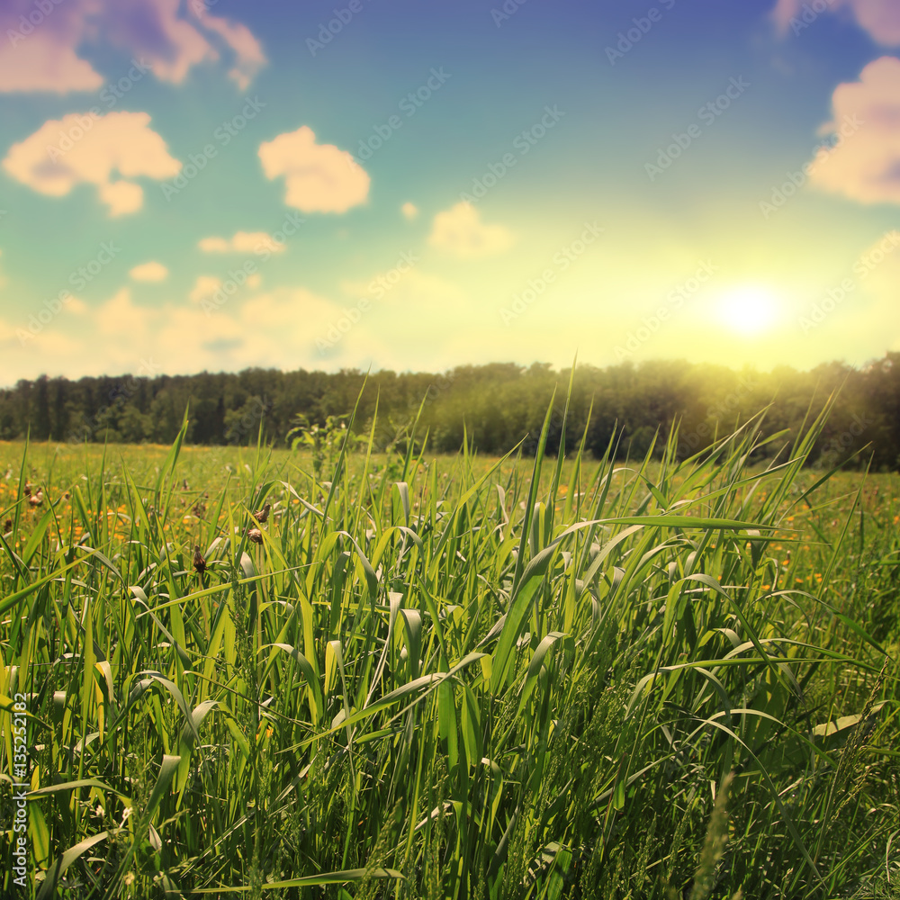 Fototapeta premium Green grass field at sunset. Vintage style.