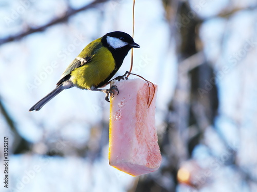 Titmouse Parus eating.