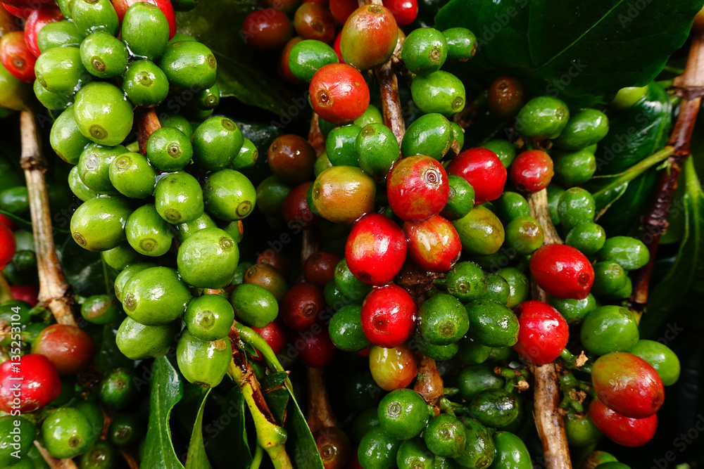 Coffee beans ripening on a tree. Coffee beans ripening on a tree.