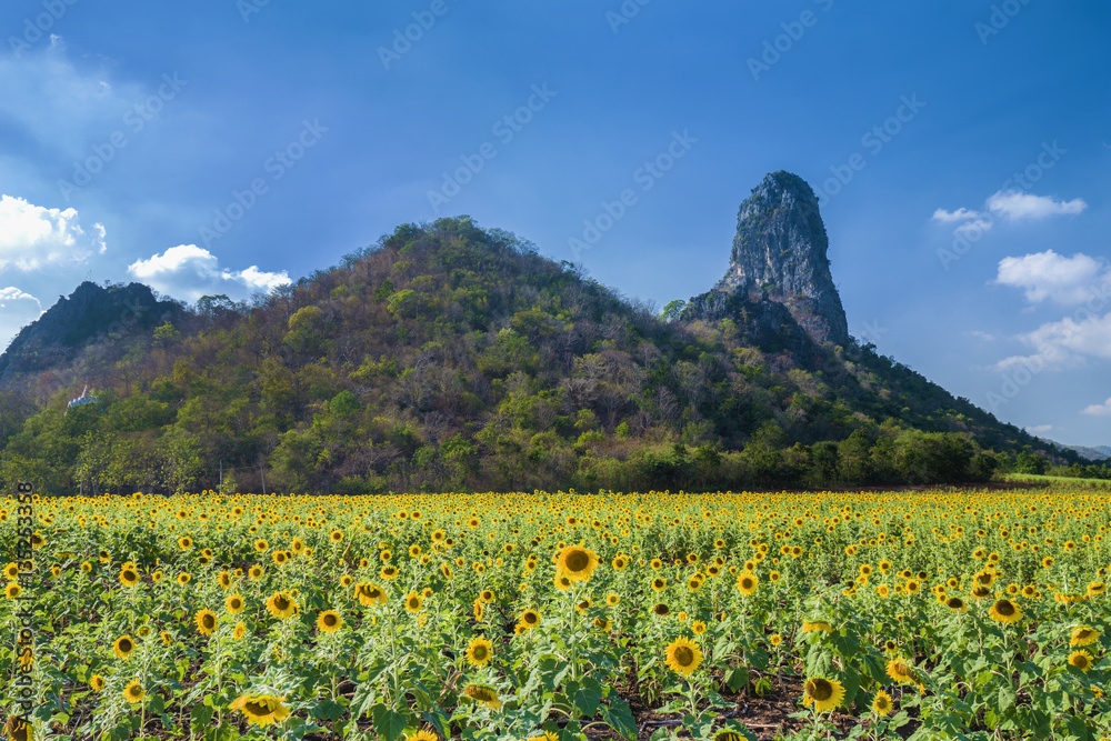 sunflower field with mountain and blue sky background sunflower field with mountain and blue sky background