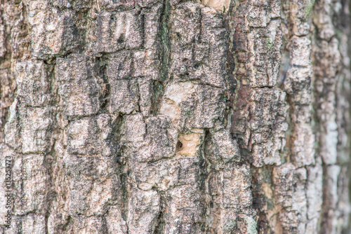 Fototapeta Naklejka Na Ścianę i Meble -  Tree bark texture Background Pattern