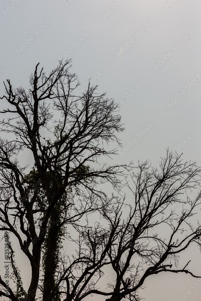 Fototapeta premium Branch of dead tree in summer